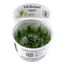 Littorella uniflora - Tropica TC - Planted Aquaria