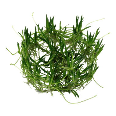 Littorella uniflora - Tropica TC - Planted Aquaria