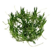 Littorella uniflora - Tropica TC - Planted Aquaria