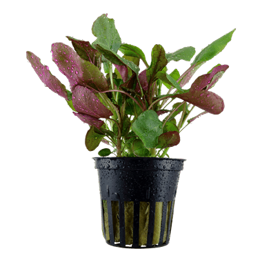 Lobelia cardinalis - Potted - Planted Aquaria