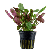 Lobelia cardinalis - Potted - Planted Aquaria