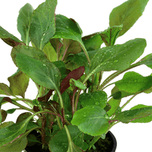 Lobelia cardinalis - Potted - Planted Aquaria