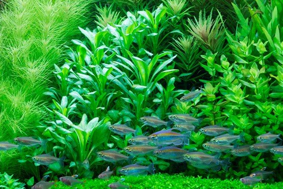 Lobelia cardinalis - Potted - Planted Aquaria