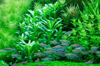 Lobelia cardinalis - Potted - Planted Aquaria