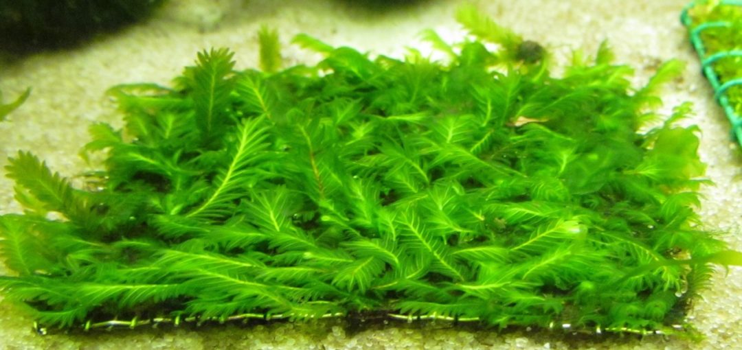 Lomariopsis lineata (Subwassertang) - 5x4" Pad - Planted Aquaria