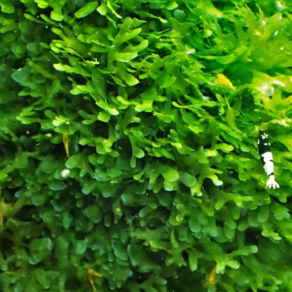 Lomariopsis lineata (Subwassertang) - 5x4" Pad - Planted Aquaria