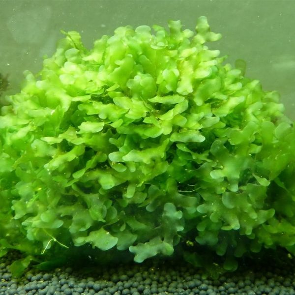 Lomariopsis lineata (Subwassertang) - 5x4" Pad - Planted Aquaria