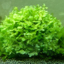 Lomariopsis lineata (Subwassertang) - 5x4" Pad - Planted Aquaria