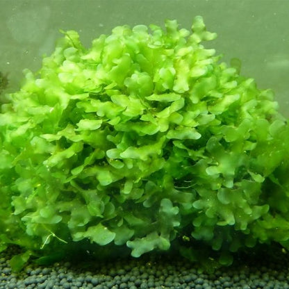 Lomariopsis lineata (Subwassertang) - 5x4" Pad - Planted Aquaria