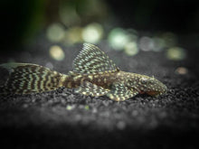 Longfin Bristlenose Pleco - Planted Aquaria