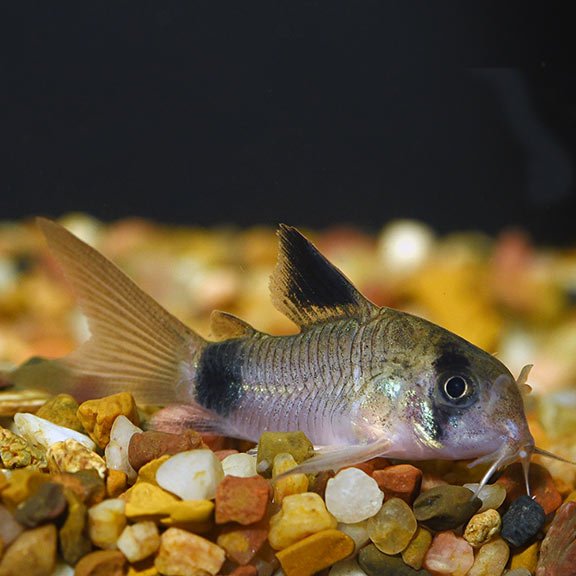 Longfin Panda Corydora - Planted Aquaria