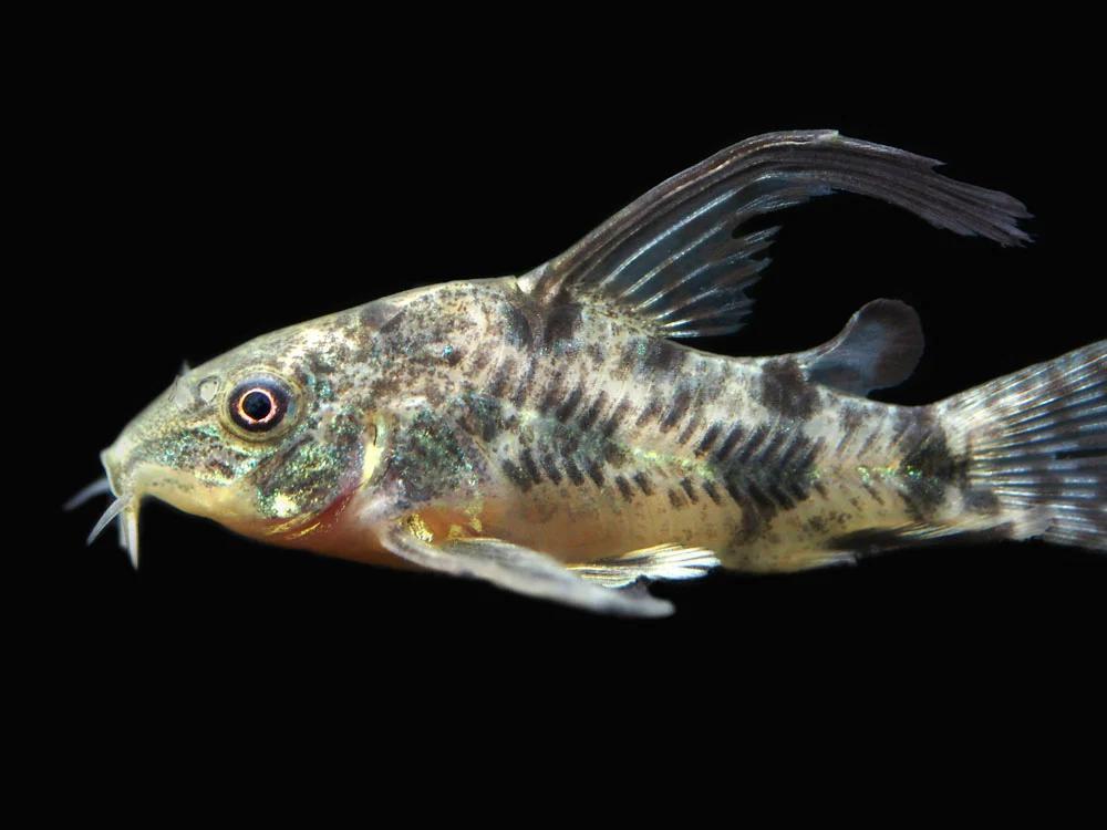 Longfin Peppered Corydora - Planted Aquaria