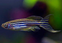 Longfin Zebra Danio - Planted Aquaria