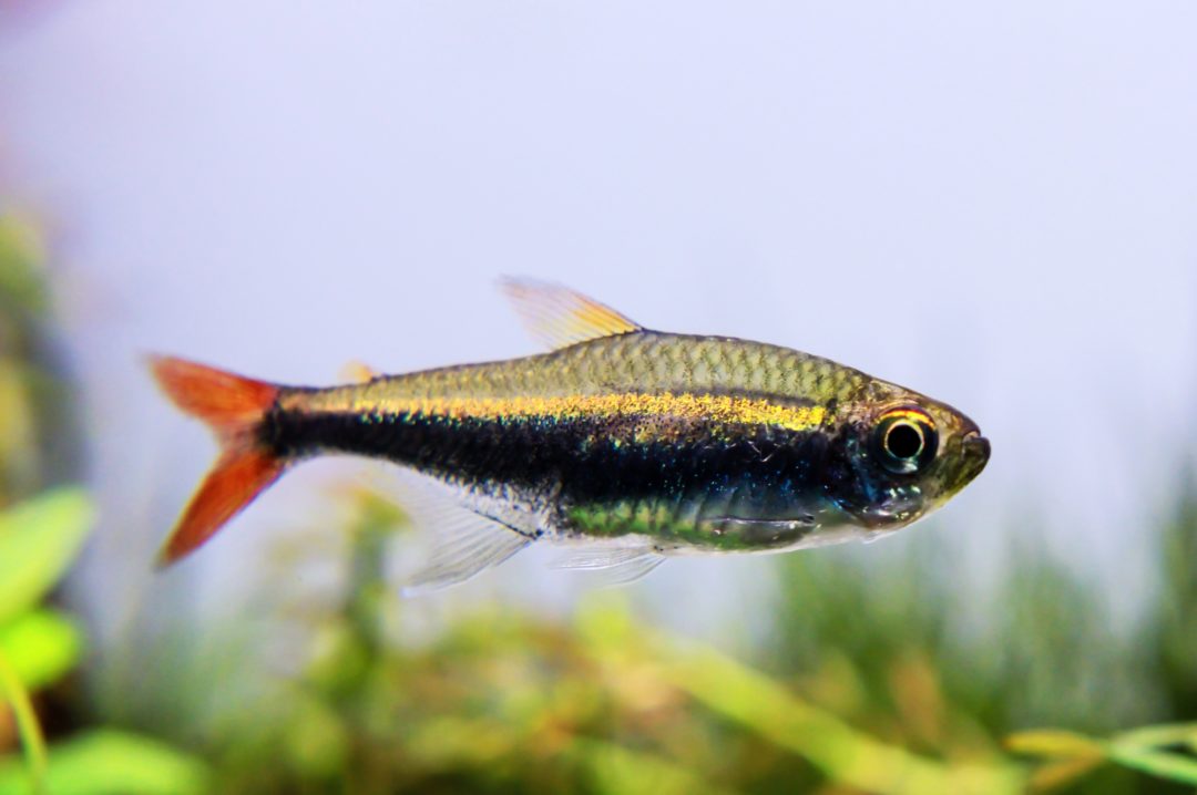 Loreto Tetra - Planted Aquaria