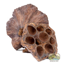 Lotus Pods - 3 Pack - Planted Aquaria