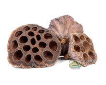 Lotus Pods - 3 Pack - Planted Aquaria