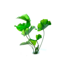 Lotus Tiger Green - Unpotted - Planted Aquaria