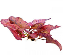 Lotus Tiger Red (No Bulb) - Unpotted - Planted Aquaria