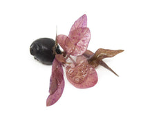 Lotus Tiger Red (With Bulb) - Unpotted - Planted Aquaria