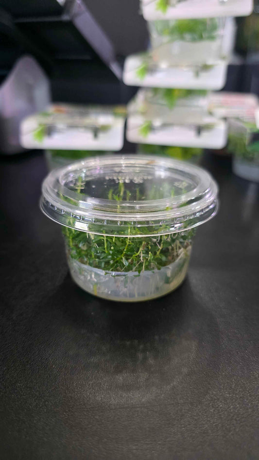 Ludwigia Arcuata - Tissue Culture