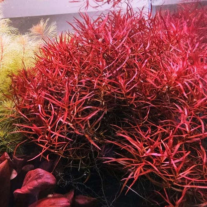 Ludwigia Arcuata - Tissue Culture