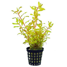 Ludwigia Arcuata - Potted - Planted Aquaria