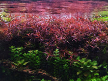 Ludwigia Arcuata - Potted - Planted Aquaria