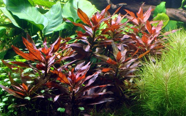 Ludwigia Glandulosa - Potted - Planted Aquaria