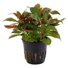 Ludwigia Glandulosa - Potted - Planted Aquaria