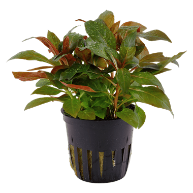 Ludwigia Glandulosa - Potted - Planted Aquaria
