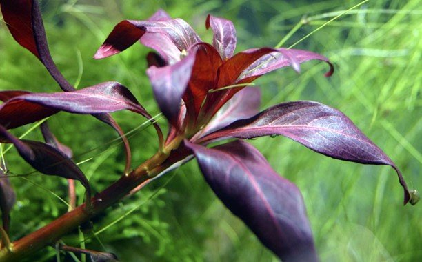 Ludwigia Glandulosa - Potted - Planted Aquaria