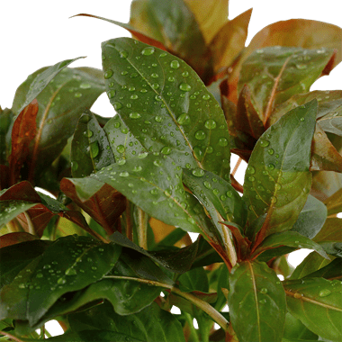 Ludwigia Glandulosa - Potted - Planted Aquaria