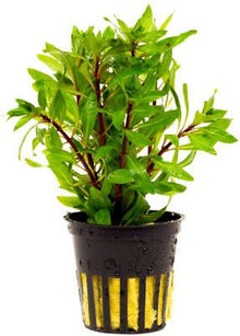 Ludwigia Inclinata Cuba - Planted Aquaria