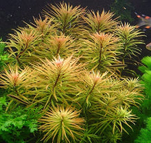 Ludwigia Inclinata Cuba - Planted Aquaria