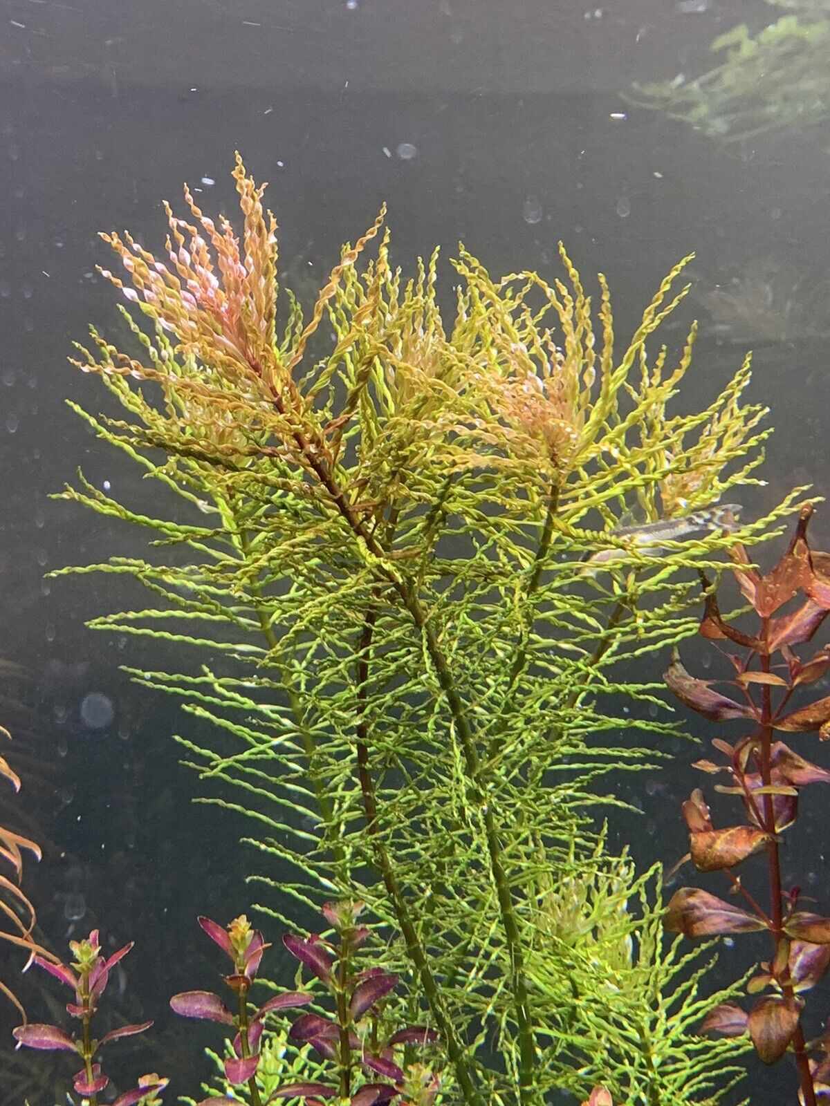 Ludwigia inclinata verticillata 'curly' - Potted - Planted Aquaria