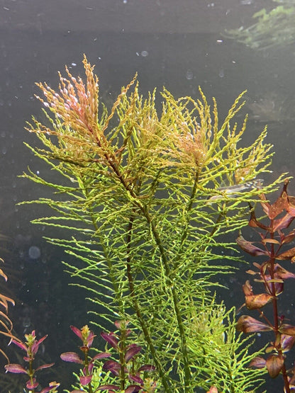 Ludwigia inclinata verticillata 'curly' - Potted - Planted Aquaria