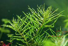 Ludwigia inclinata verticillata 'curly' - Potted - Planted Aquaria