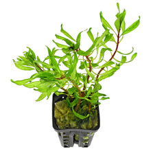 Ludwigia inclinata verticillata 'curly' - Potted - Planted Aquaria