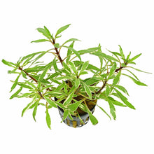 Ludwigia inclinata White - Potted - Planted Aquaria