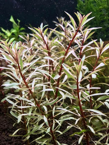 Ludwigia inclinata White - Potted - Planted Aquaria