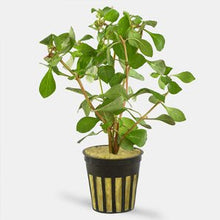 Ludwigia Ovalis - Potted - Planted Aquaria