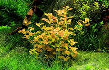 Ludwigia Ovalis - Potted - Planted Aquaria