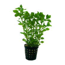 Ludwigia palustris 'Green' - Potted - Planted Aquaria