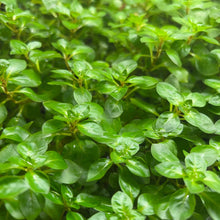 Ludwigia palustris 'Green' - Potted - Planted Aquaria