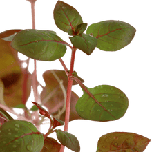 Ludwigia palustris - Potted - Planted Aquaria