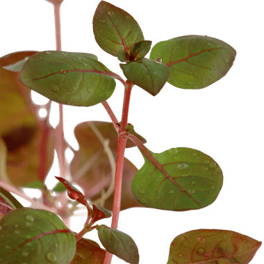 Ludwigia palustris - Potted - Planted Aquaria