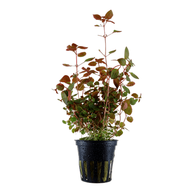 Ludwigia palustris - Potted - Planted Aquaria