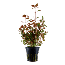 Ludwigia palustris - Potted - Planted Aquaria