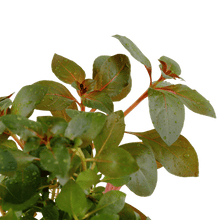 Ludwigia repens 'Rubin' - Potted - Planted Aquaria