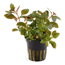 Ludwigia repens 'Rubin' - Potted - Planted Aquaria